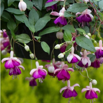 Fuchsia 'Eva Boerg' - White & Purple Trailing Fuchsia