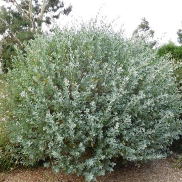 Atriplex halimus