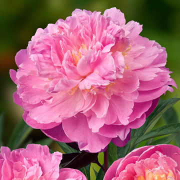 Paeonia Bella Donna - Peony Bella Donna
