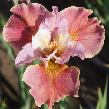 Iris sibirica 'Fancy Me This'