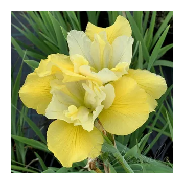 Iris sibirica 'Solar Energy'