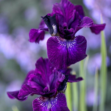 Iris sibirica 'Purplelicious'