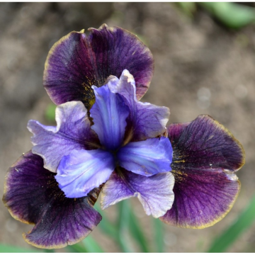 Iris sibirica 'Black Joker'