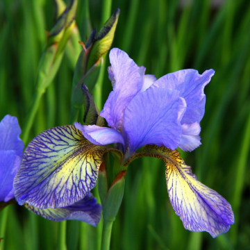 Iris sibirica 'Pennywhistle'