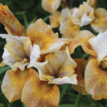 Iris sibirica 'Colonel Mustard'