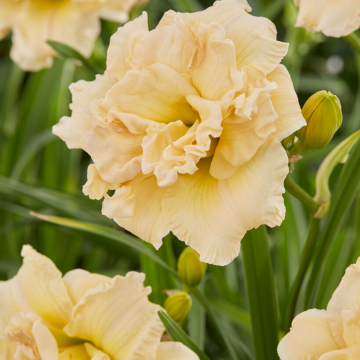 Hemerocallis Schnickel Fritz