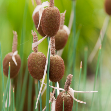 Typha minima 