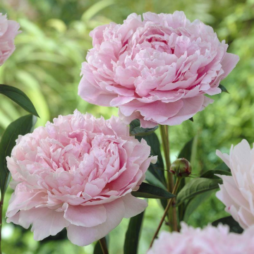 Paeonia Sarah Bernhardt - Peony Sarah Bernhart