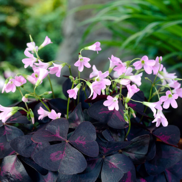 Oxalis triangularis 'Sunny'