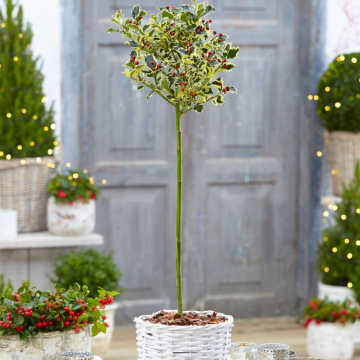 Patio Holly Tree 'Varigata'