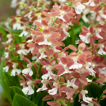 Calanthe Garden Orchid 
