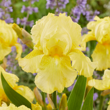Iris 'October Sun'