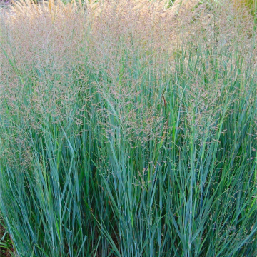 Panicum virgatum 'Heavy Metal'