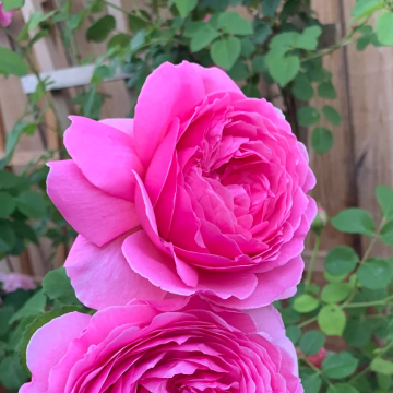 Rose 'Princess Alexandra' - Hybrid Tea Rose