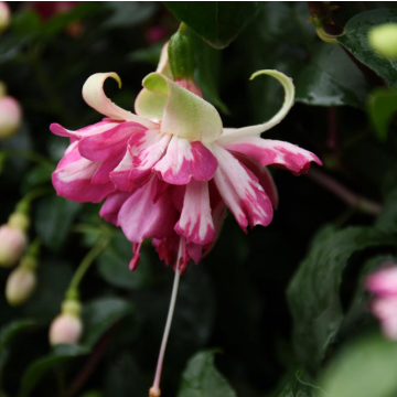 Fuchsia 'Flying Scotsman' - Large Flowered Double