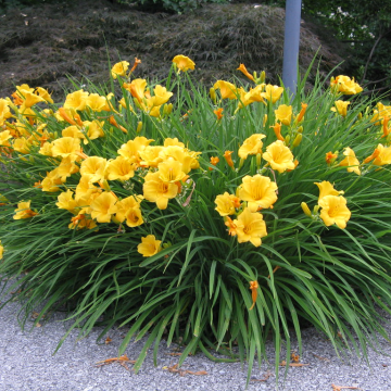 Hemerocallis 'Stella de Oro'