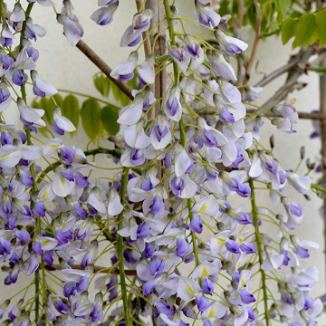 Wisteria floribunda Lawrence - Bicolour Japanese Wisteria - Extra Large Specimen