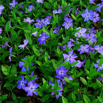 Vinca minor - Blue Flowered Evergreen Ground Cover - Lesser Periwinkle Plant