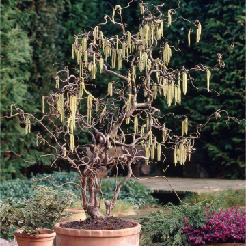 Corylus avellana Contorta - Large Corkscrew Hazel - circa 100-120cm