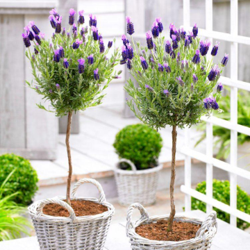 Pair of Beautiful French Lavender Trees in Bud & Bloom