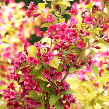 Weigela 'Looymans Aurea'