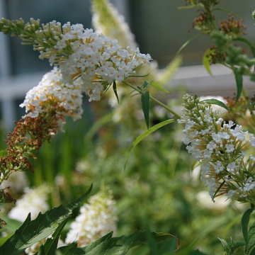 Buddleja davidii 'White Bouquet'