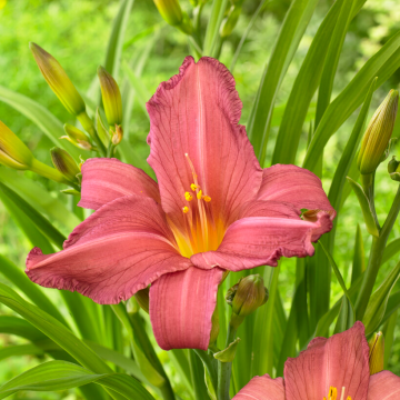 Hemerocallis Summer Wine