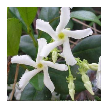 Trachelospermum jasminoides - Young Star Jasmine Vine