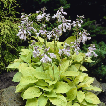 Hosta 'August Moon'