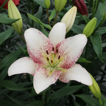 Lilium Sweet Zanica - Pack of FIVE Lily Bulbs