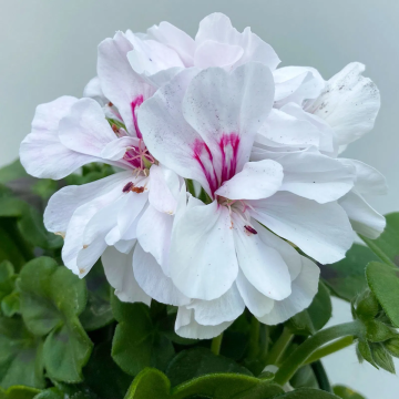 Geranium 'Sunflair Eva' - White Ivy Leaf