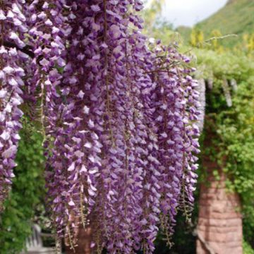 Wisteria Ito Koku Riu - circa 150cm