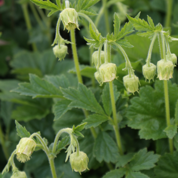 Geum rivale Album