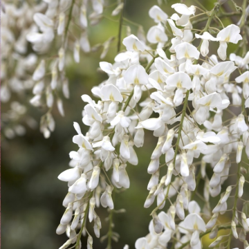 Wisteria brachybotrys Shiro-Kapitan Fuji