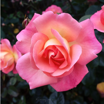 Rose 'Summer Beauty' - Floribunda Rose