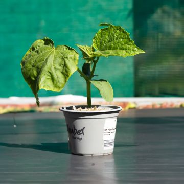 Cucumber 'All Female'