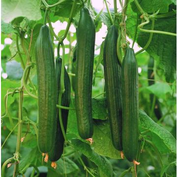 Cucumber Plant Carmen F1