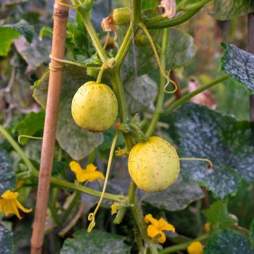 Cucumber Crystal Lemon