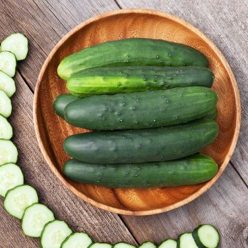 Cucumber Plant Marketmore