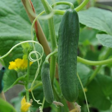 Cucumber - Passandra