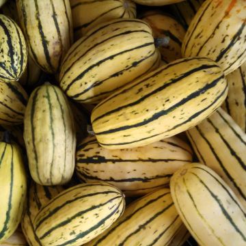 Squash Plant 'Delicata'