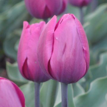 Tulipa Purple Pride - Pack of 6