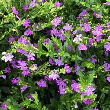 Mexican Heather - Cuphea hyssopifolia - Dwarf Evergreen Flowering Shrub