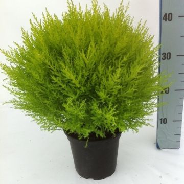 Lemon Scented Monterey Cypress Ball