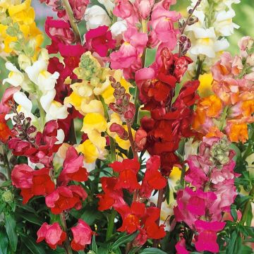 Snapdragon - Antirrhinum - Tall Cutting Blend
