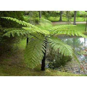 Cyathea Highland Lace - Australian Tree Fern - Sphaeropteris cooperi