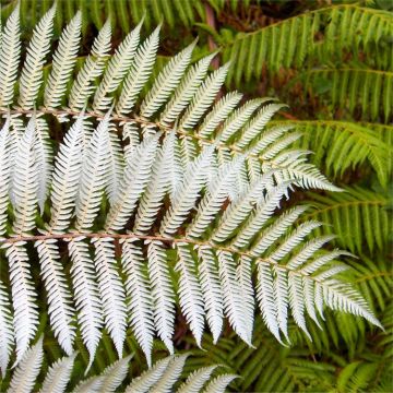 Large Cyathea cooperi var dealbata - Silver Tree Fern