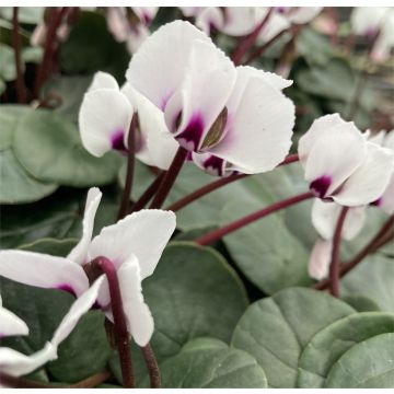 Hardy Cyclamen Coum - Pink Eyed White