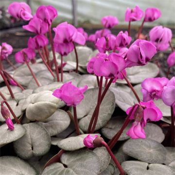 Hardy Cyclamen Coum - Silver Leaf Pink