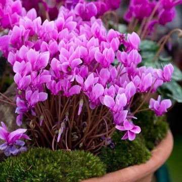 Cyclamen hederifolium purpureum - Autumn Flowering Hardy PURPLE Cyclamen